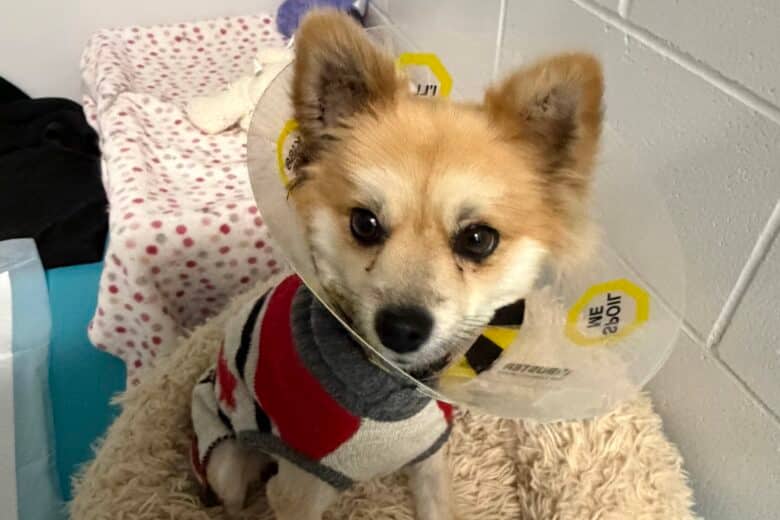 Fergus - Pomeranian available for adoption