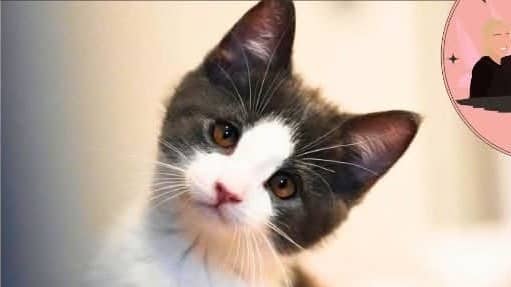 Raya - Domestic Shorthair cat available for adoption at A.B.C.'S Rescue in Montreal