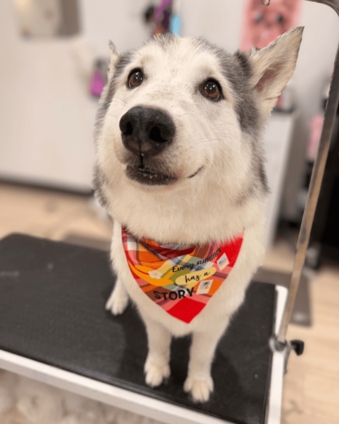Alaska - Husky Mix available for adoption