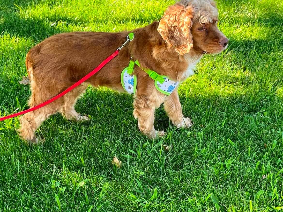 Penelope - Mixed Breed available for adoption
