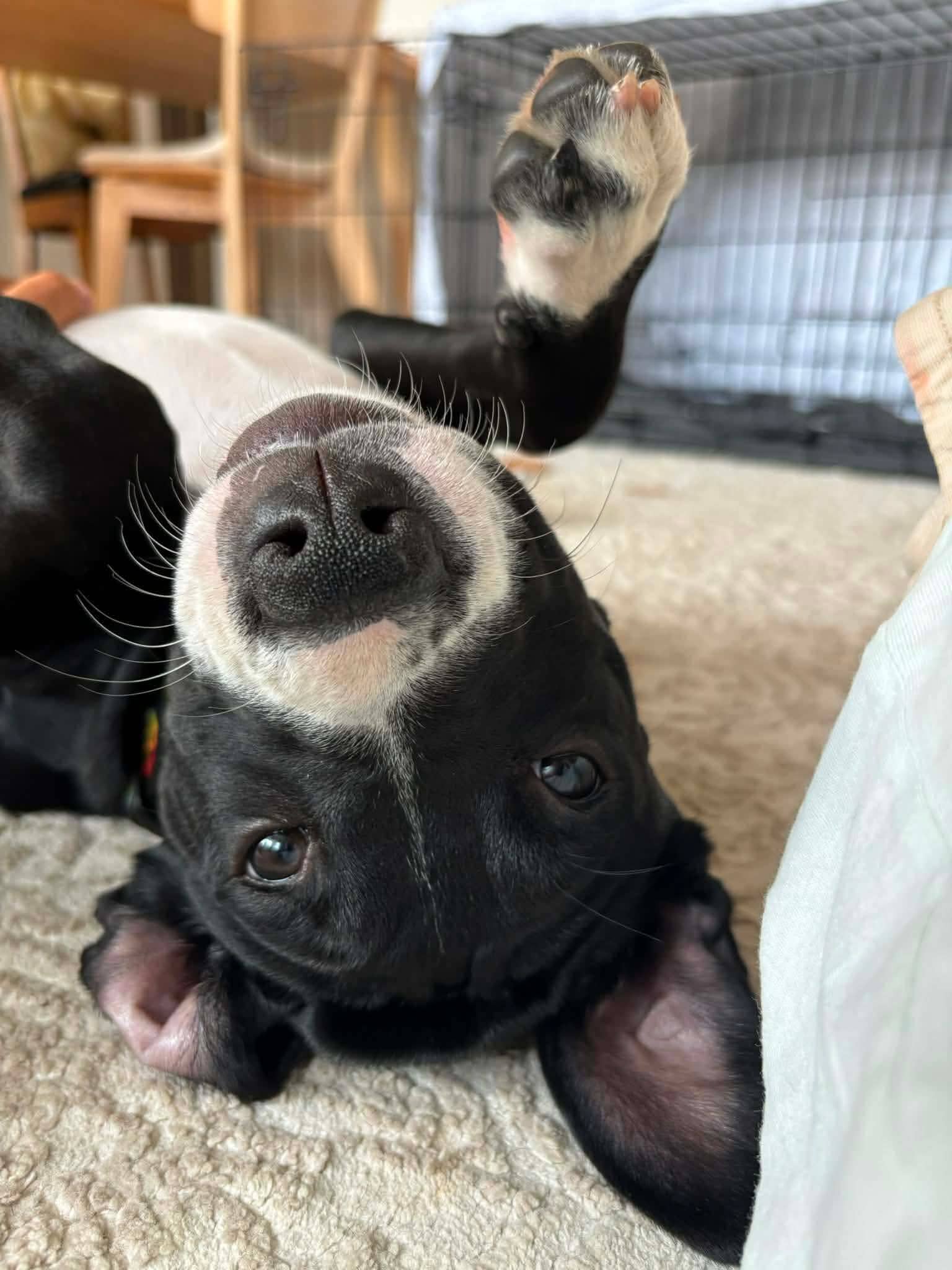 Marmot - Mixed available for adoption at Rocky Road Rescue in Ottawa
