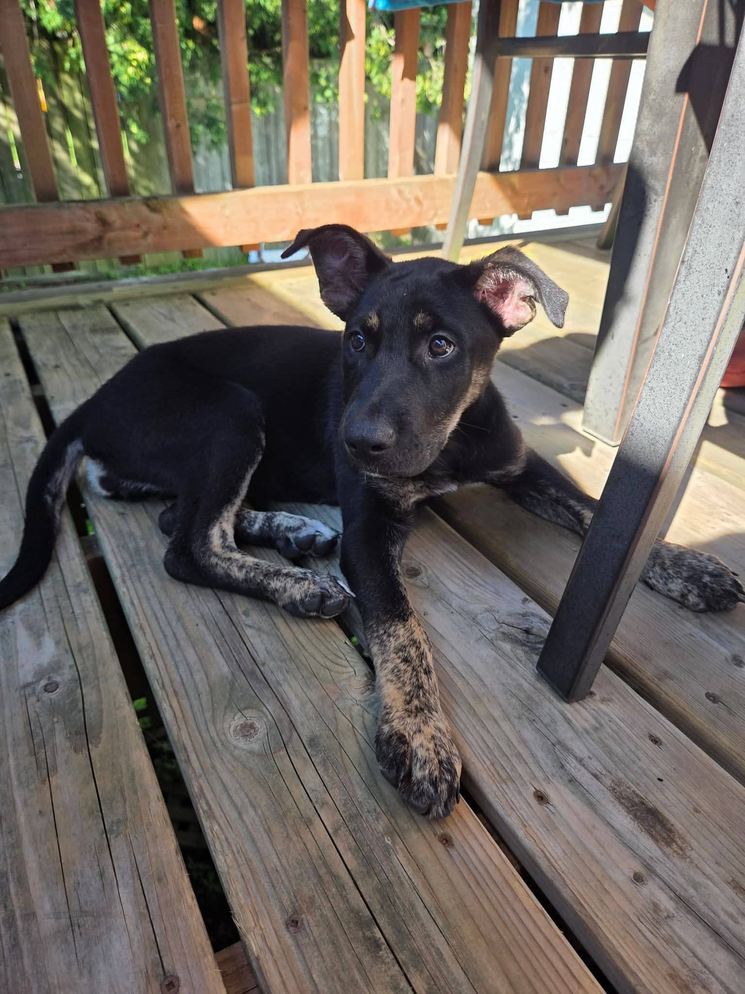 Mindy - Mixed Breed available for adoption at Rocky Road Rescue in Ottawa