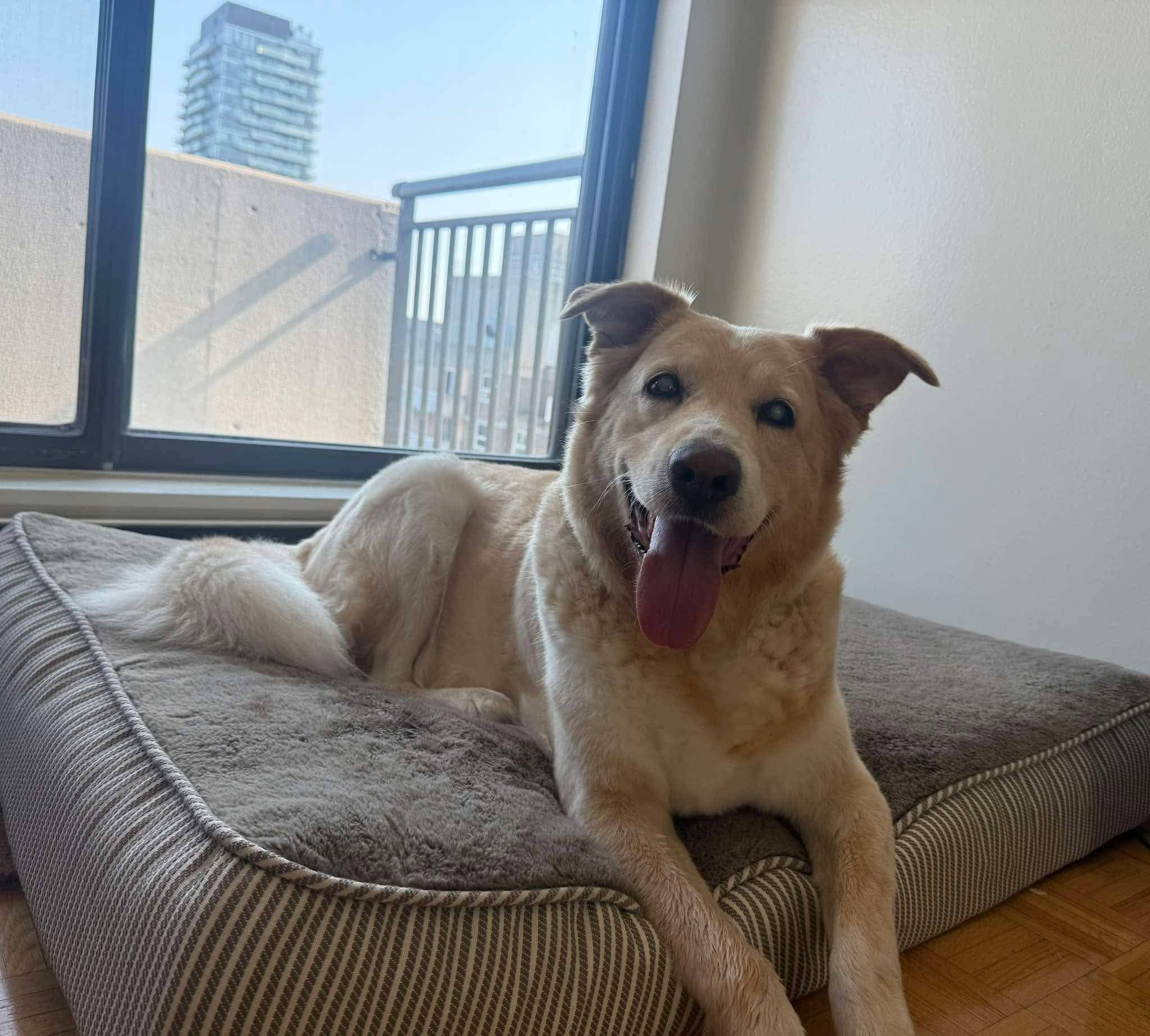 Dodger - Mixed Breed available for adoption at Rocky Road Rescue in Ottawa