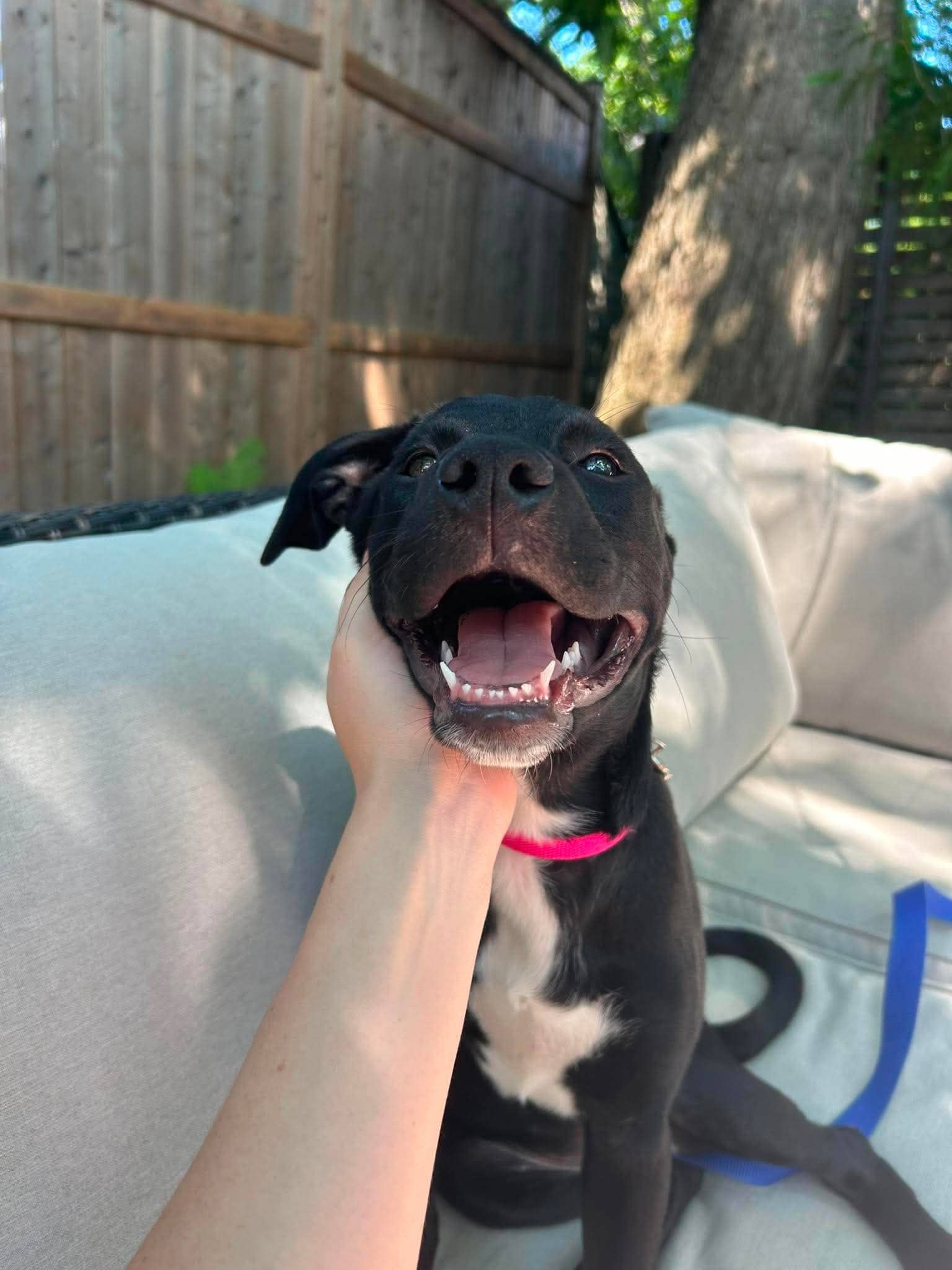 Otter - Mixed available for adoption