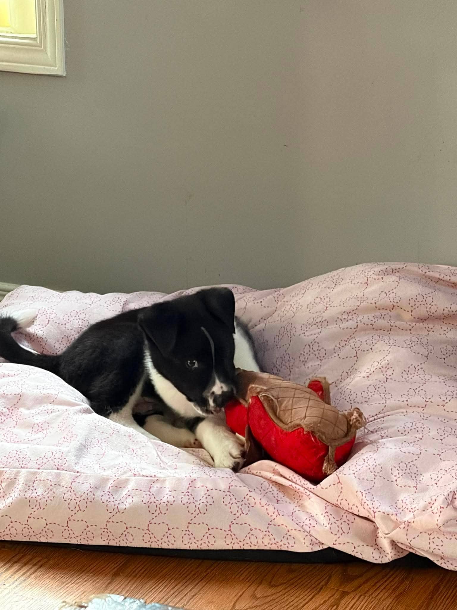 Oreo - Mixed Breed available for adoption at Rocky Road Rescue in Ottawa