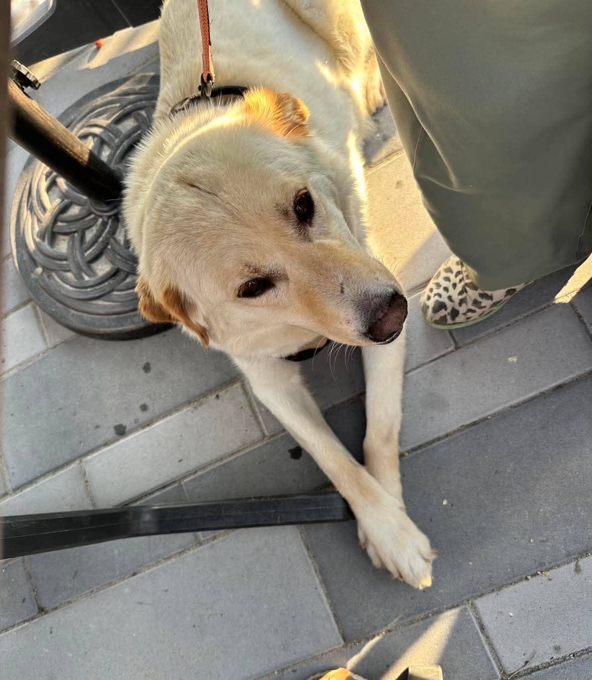 Beav - lab mix available for adoption at Rocky Road Rescue in Ottawa