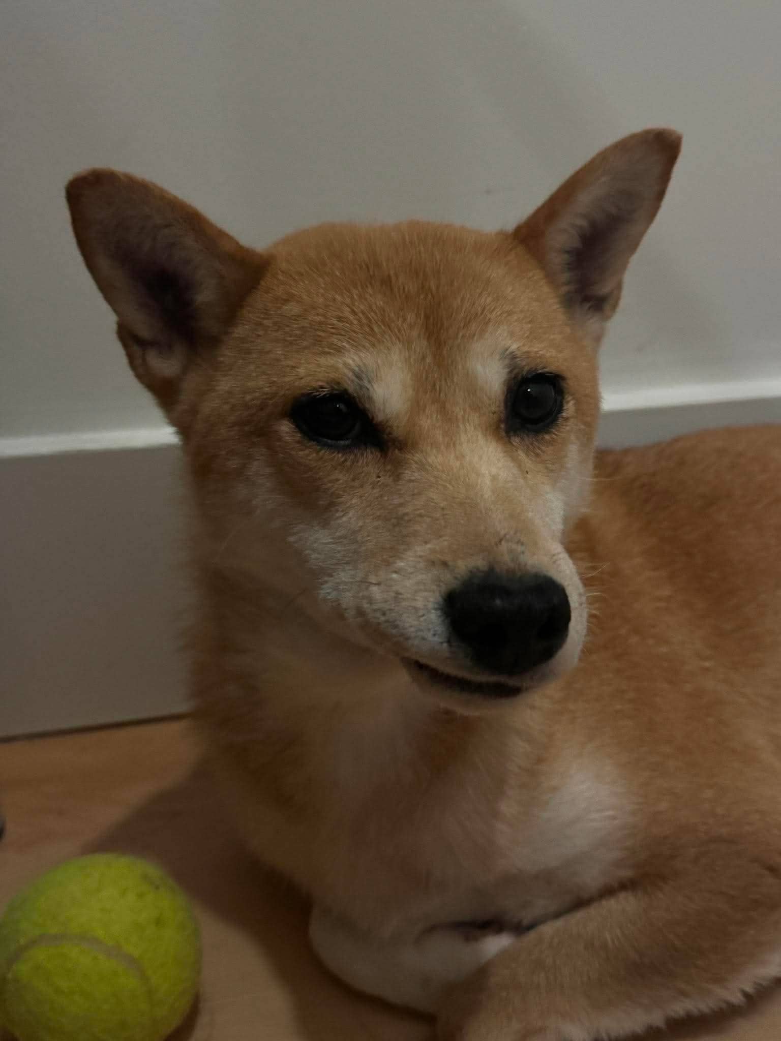 Rhea - Mixed Breed available for adoption at Rocky Road Rescue in Ottawa