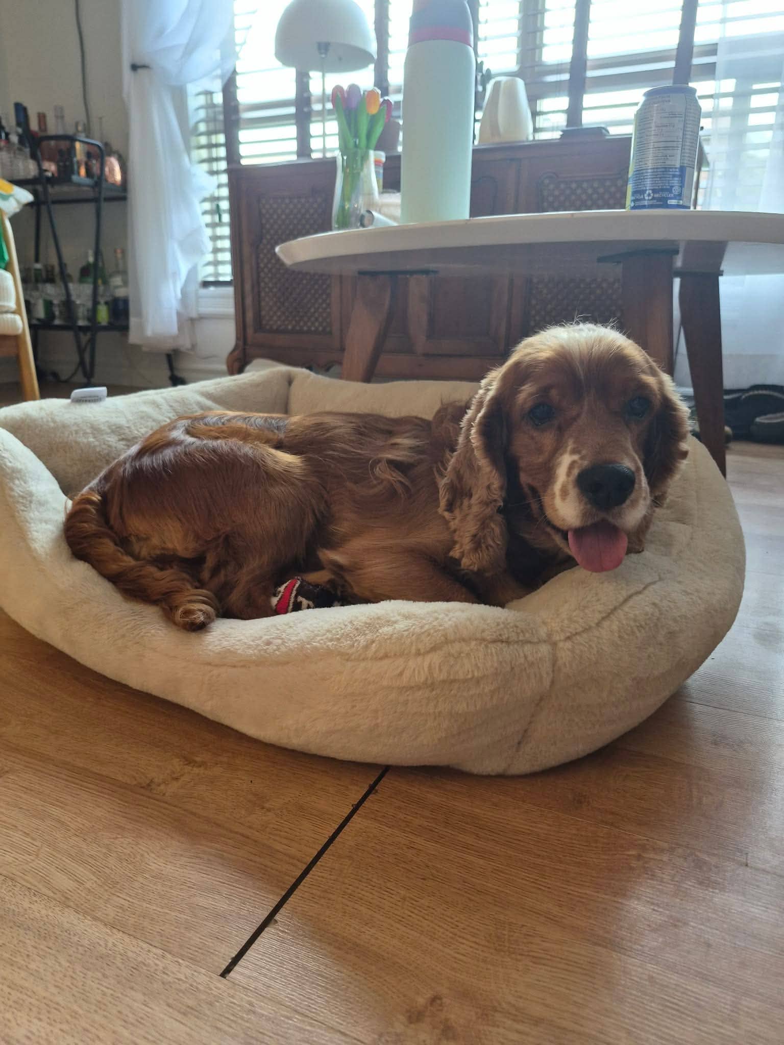 Biscuit - Mixed Breed available for adoption in Calgary
