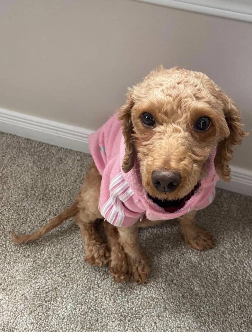Chip - Mixed Breed available for adoption at Rocky Road Rescue in Ottawa