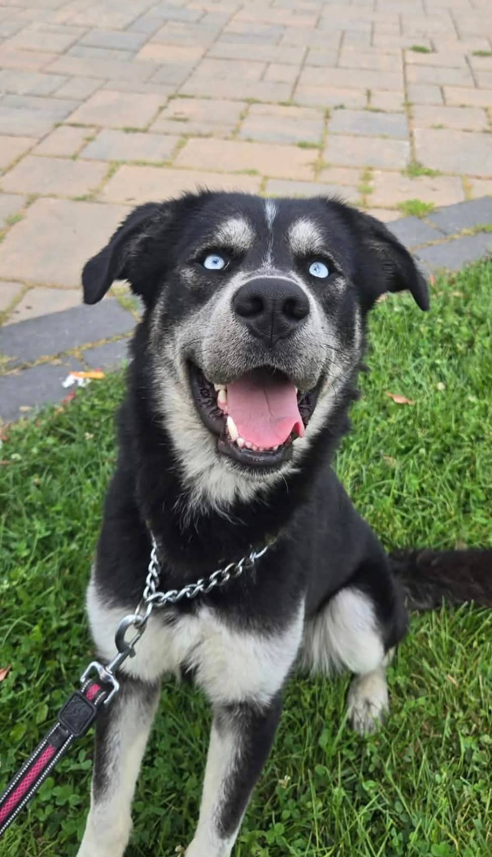 Forest - Mixed Breed available for adoption at Rocky Road Rescue in Ottawa