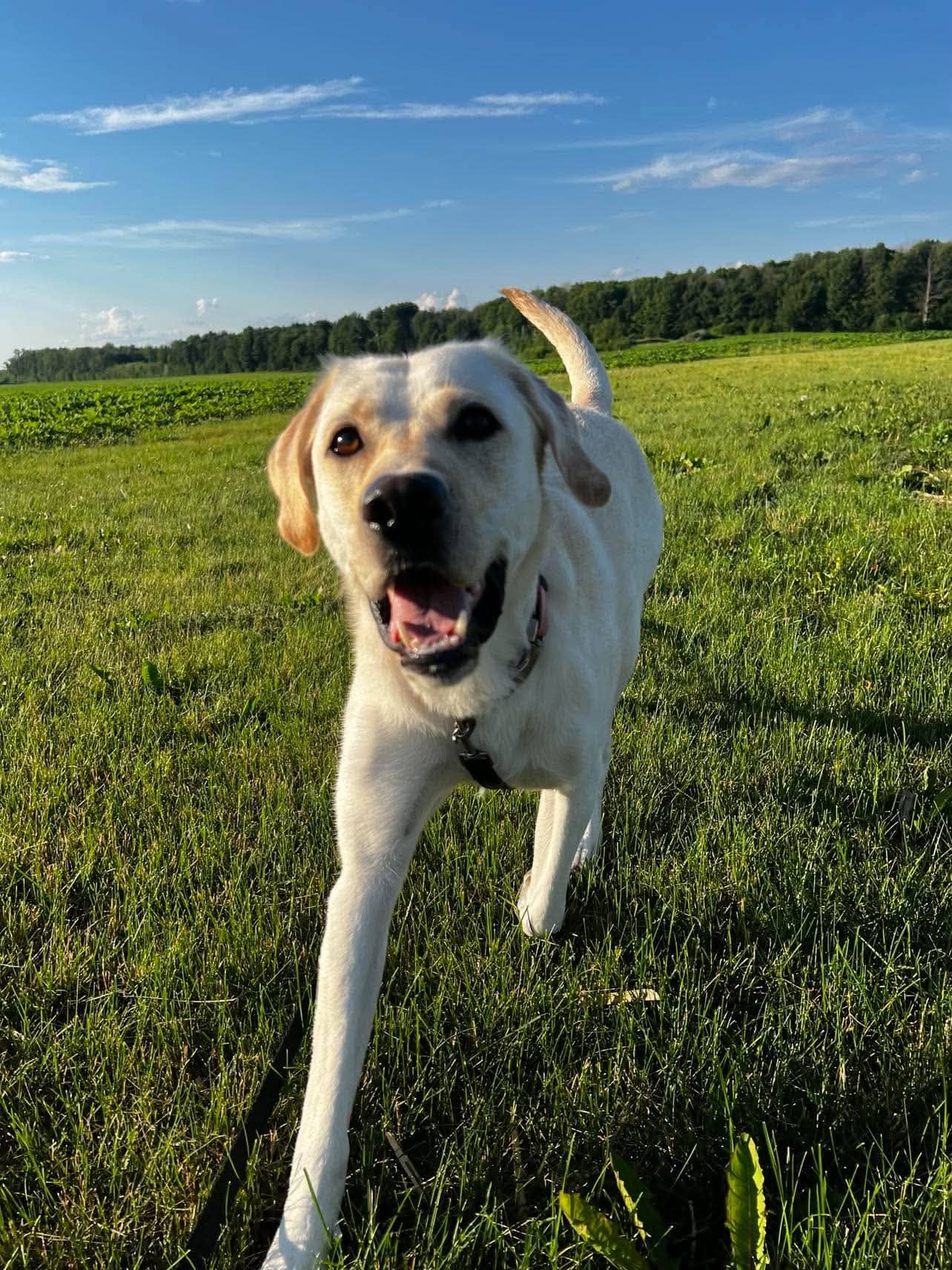 Bulle - Mixed Breed available for adoption at Rocky Road Rescue in Ottawa