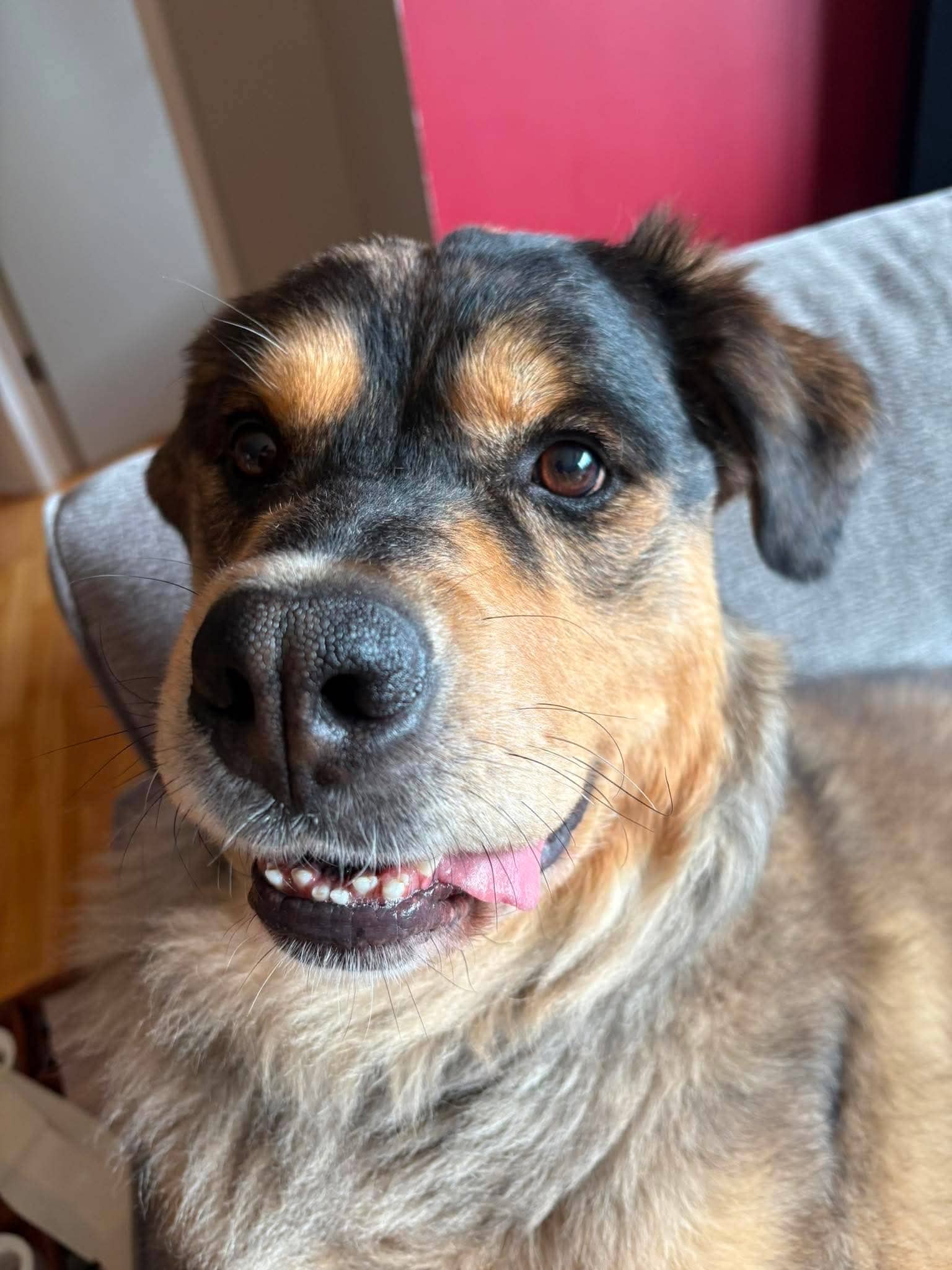 Arlo - Mixed available for adoption