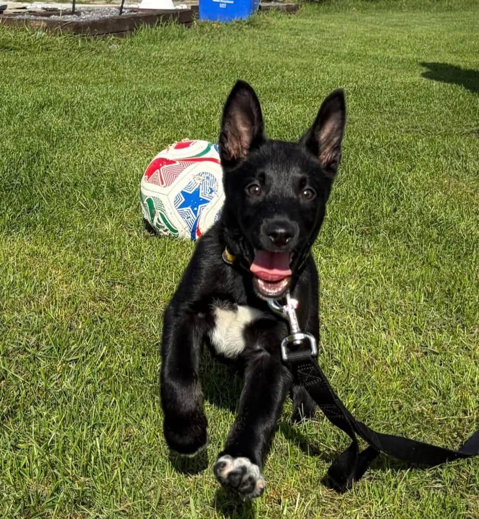 Boots ~ Accepting applications - Mixed available for adoption at Rocky Road Rescue in Ottawa