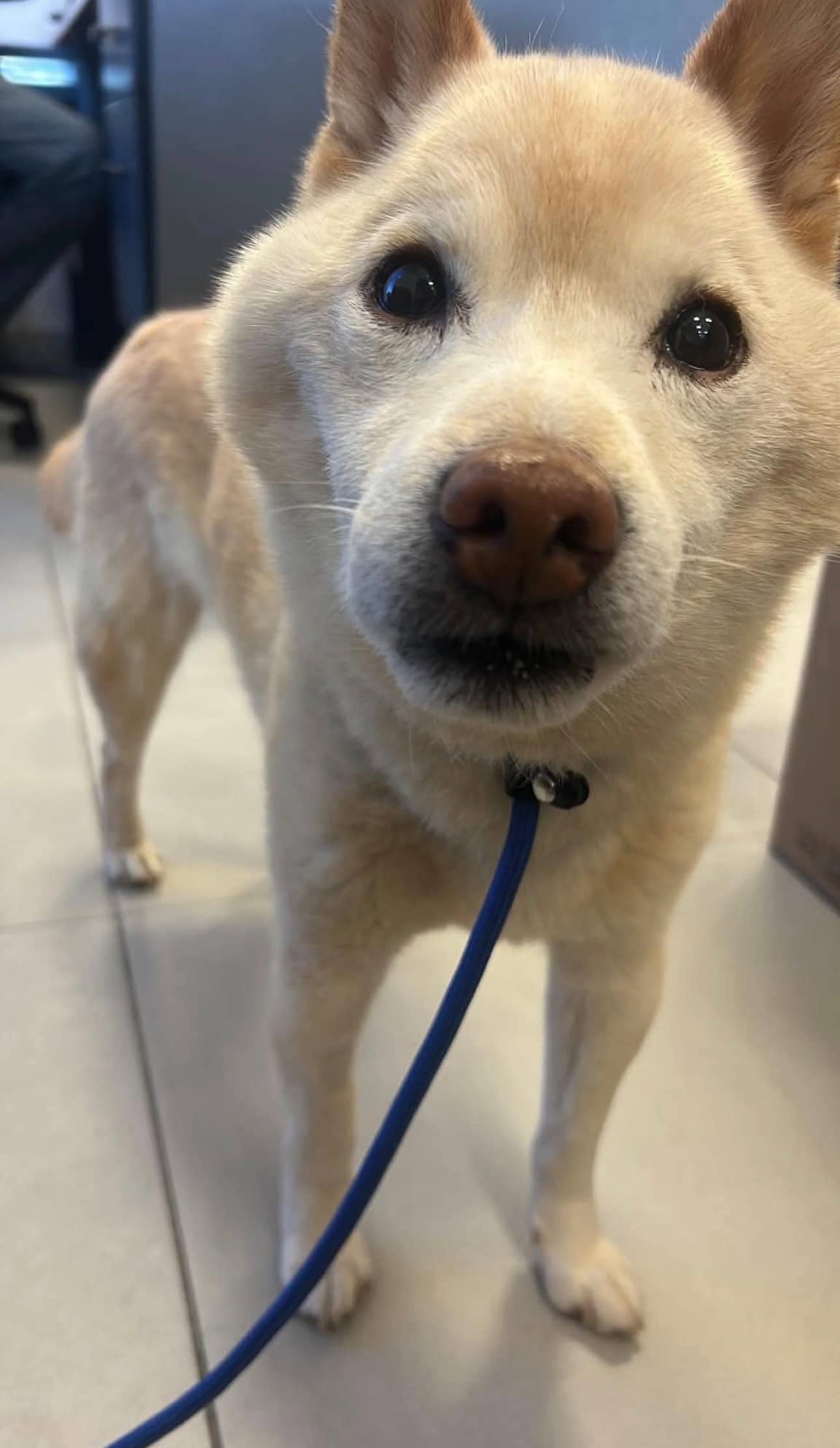Wilbur - Mixed Breed available for adoption at Rocky Road Rescue in Ottawa