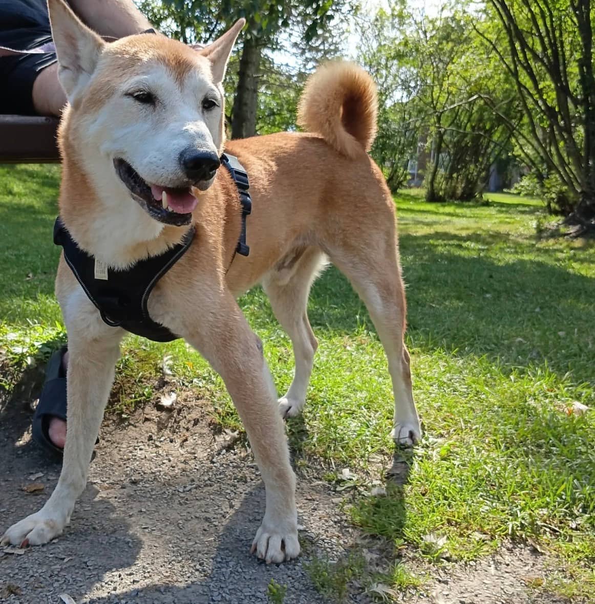Leo - Mixed Breed available for adoption