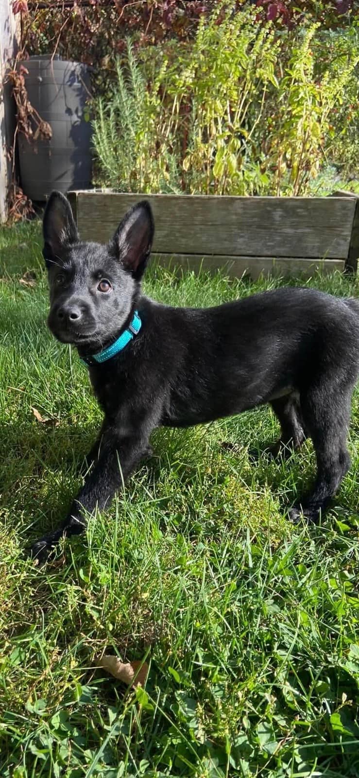 Sadie - Mixed Breed available for adoption at Rocky Road Rescue in Ottawa