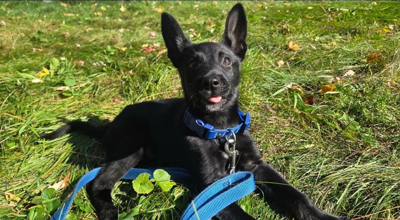 Patches - Mixed Breed available for adoption at Rocky Road Rescue in Ottawa