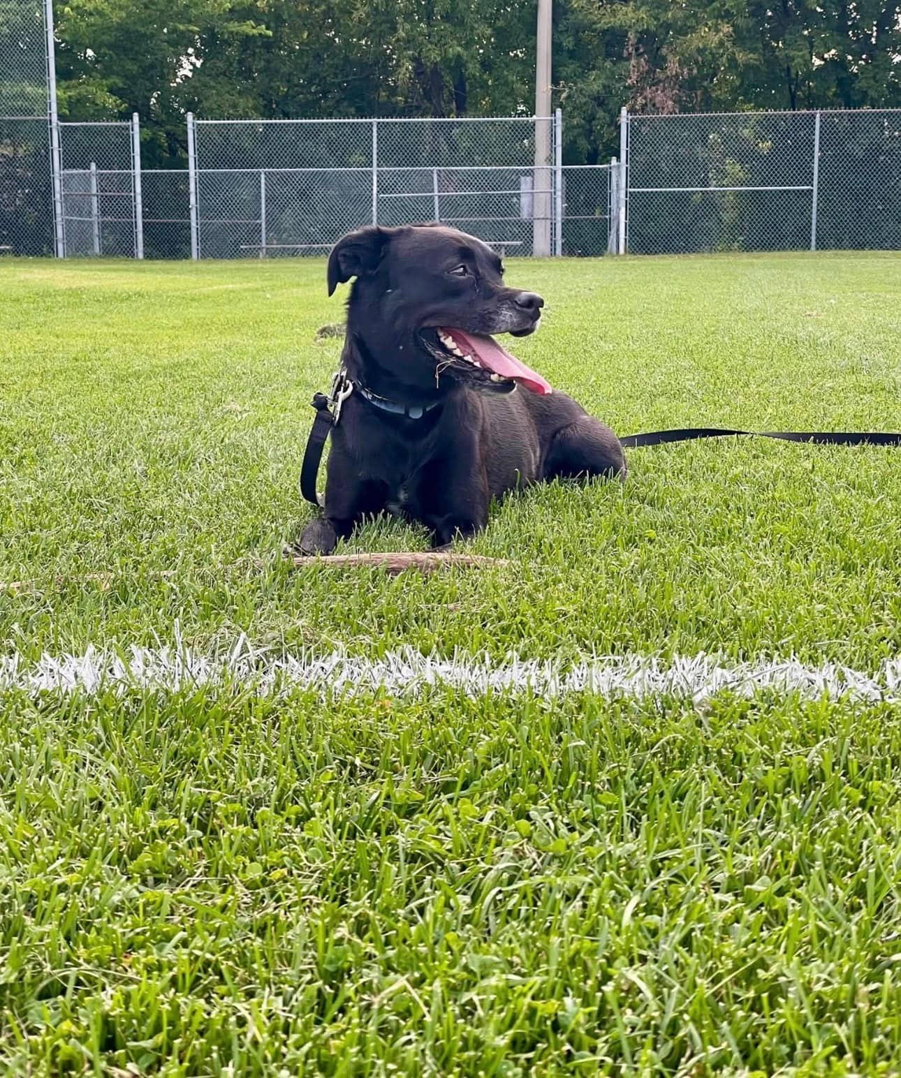 Finnette - Mixed Breed available for adoption