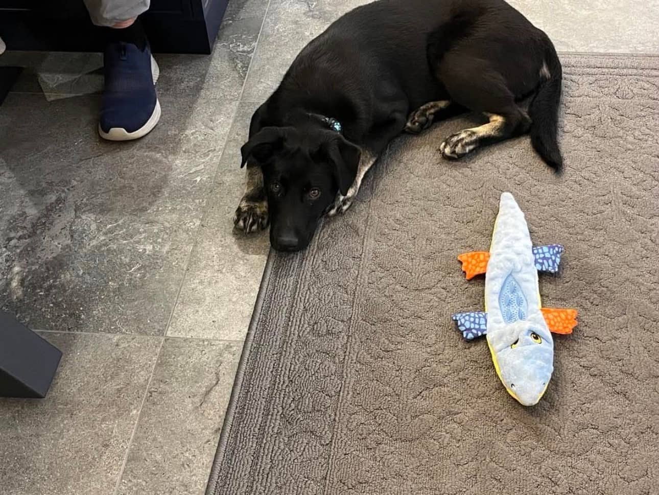 Buddeh - Mixed available for adoption at Rocky Road Rescue in Ottawa