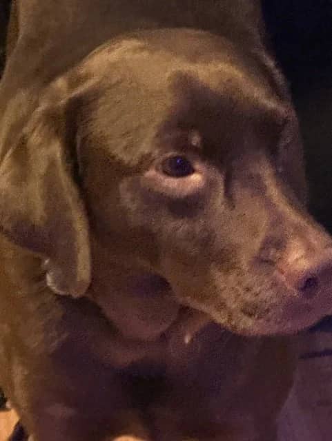 Maddie - Chocolate Labrador available for adoption at Rosie Animal Adoption in Montreal (1 of 2)