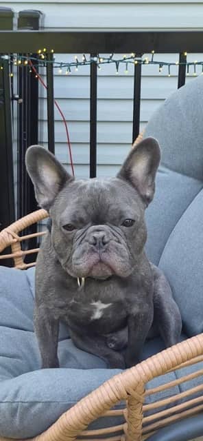 Snoop - French Bulldog available for adoption at Rosie Animal Adoption in Montreal