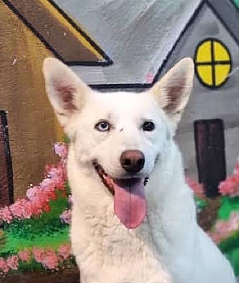 Lunah - Husky available for adoption