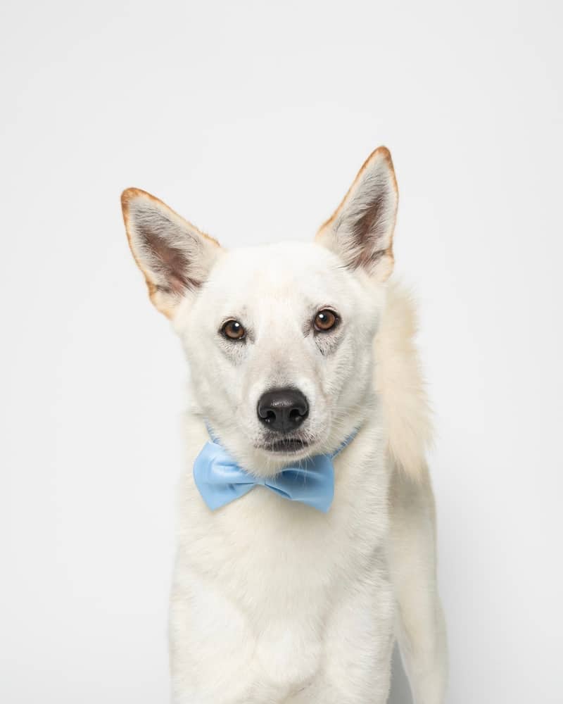 Silvie - Jindo / White German Shepherd available for adoption