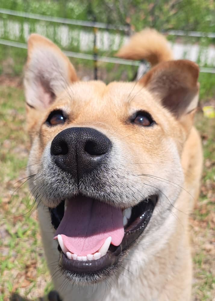 Fondue - Jindo available for adoption at Loved at Last Dog Rescue in Vancouver
