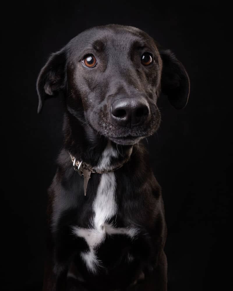 Winnie - Shepherd (Unknown Type) / Labrador Retriever available for adoption