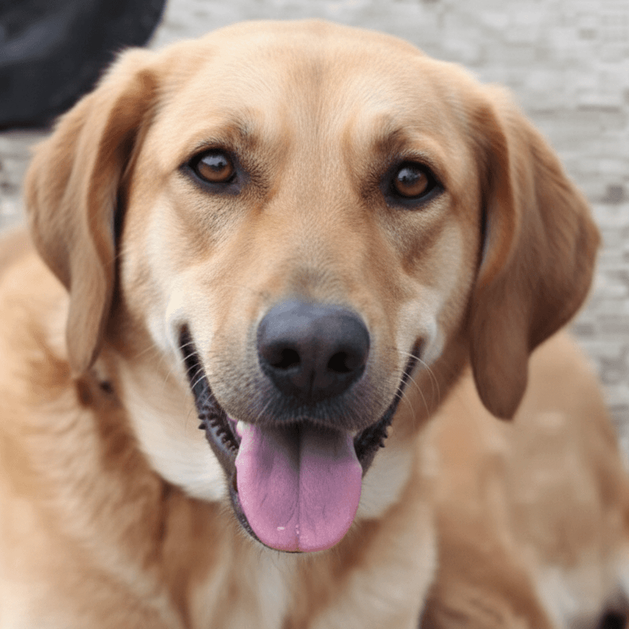 Salty - Golden Retriever / Labrador Retriever available for adoption