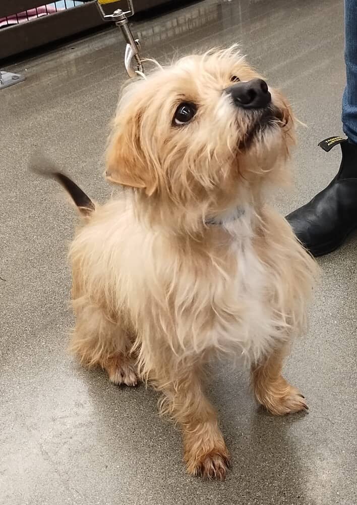 Ryder - Yorkie, Yorkshire Terrie / Mixed Breed available for adoption