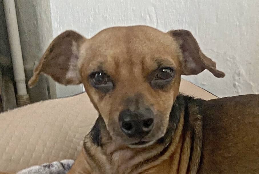 Peanuts - Dachshund / Chihuahua available for adoption