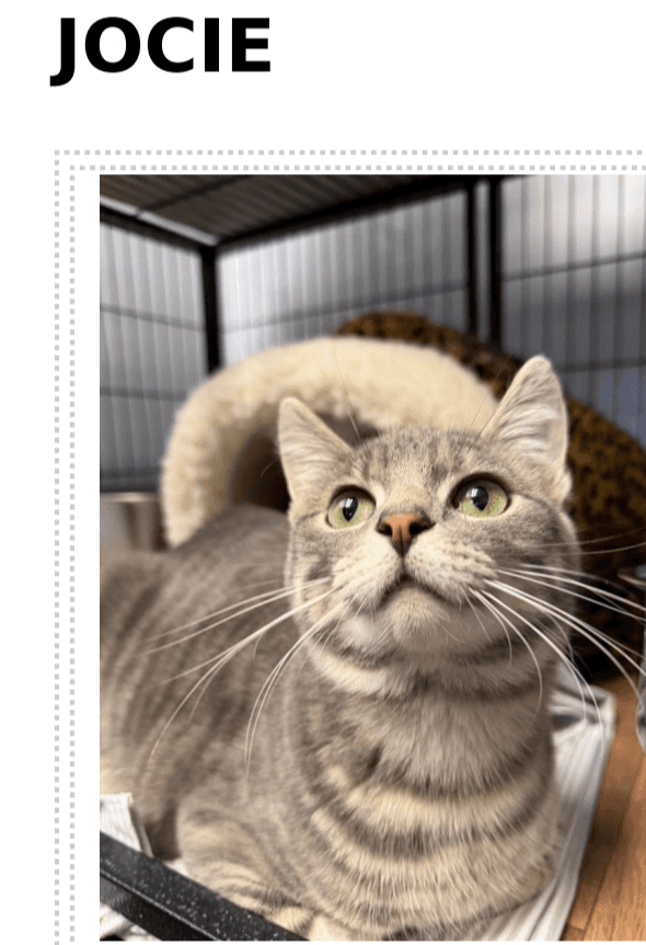 Jocie - Domestic Short Hair cat available for adoption in British Columbia