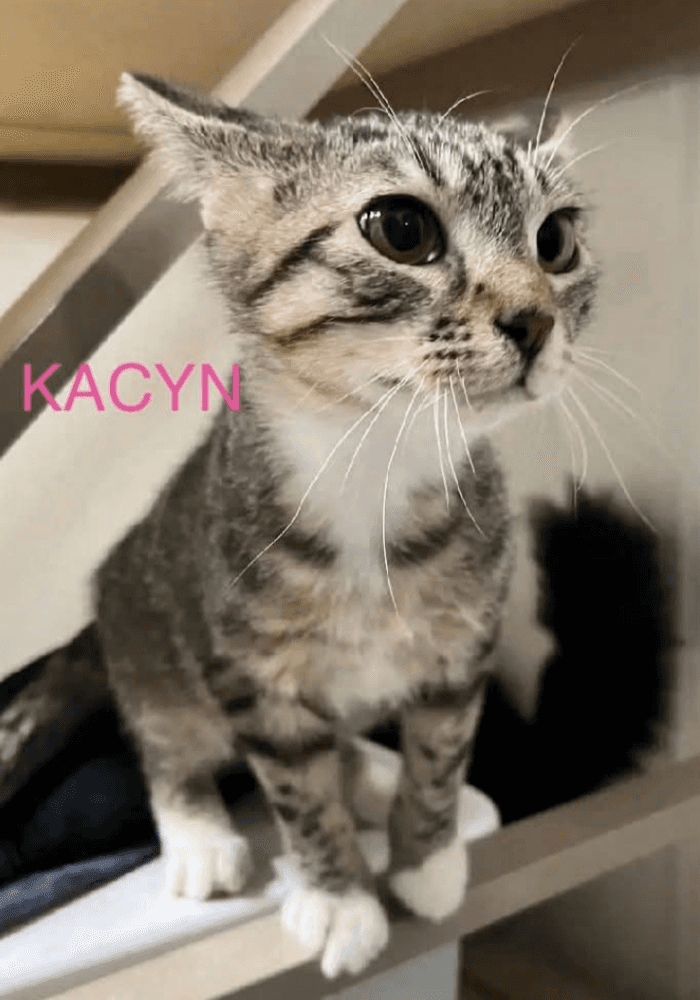 Kacyn - Domestic Short Hair cat available for adoption at Embrace a Discarded Animal Society in Vancouver