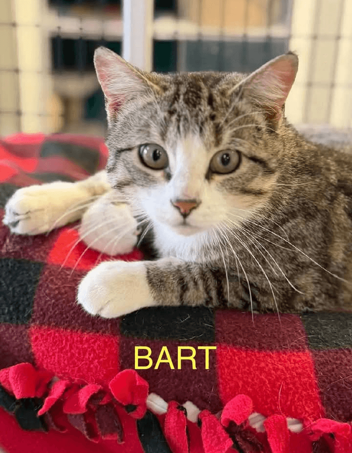Bart - Domestic Short Hair / Tabby cat available for adoption at Embrace a Discarded Animal Society in Vancouver