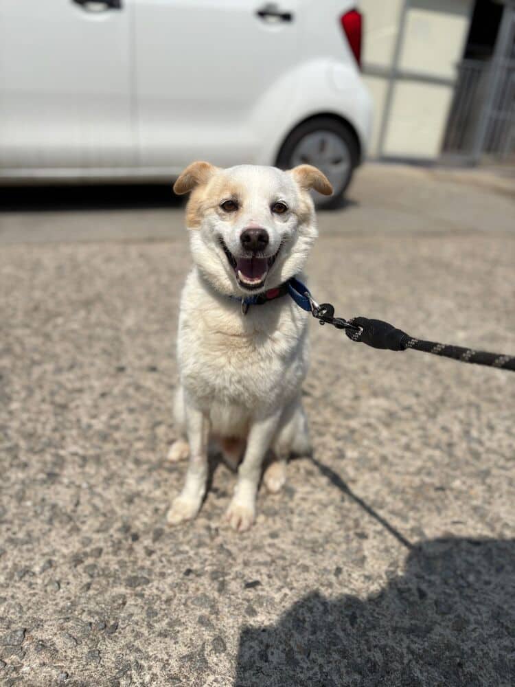 Roha - Australian Cattle Dog / Jindo available for adoption