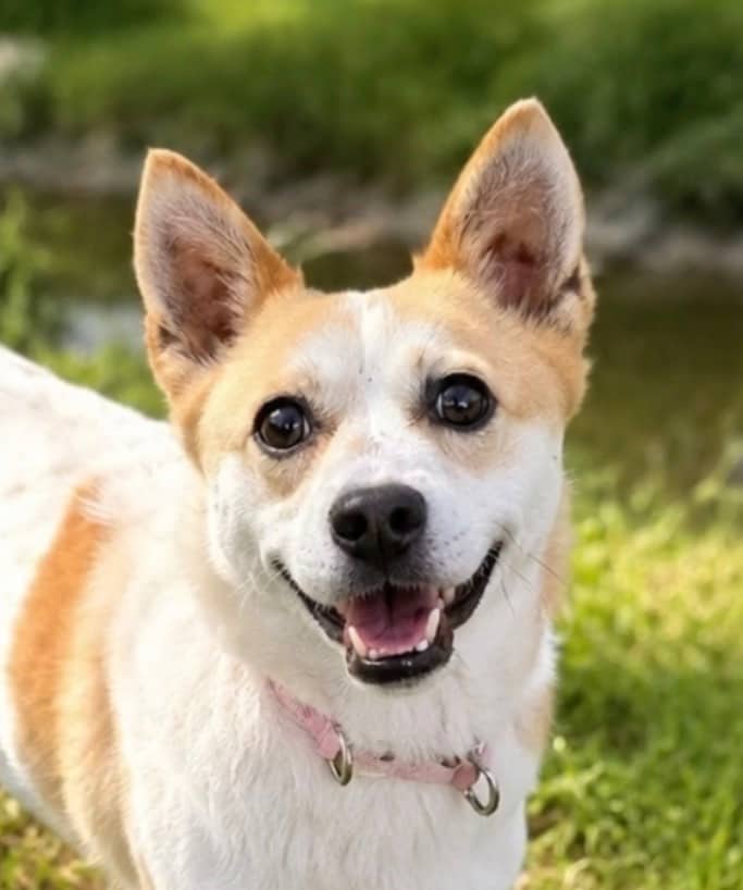 Jeff - Jindo / Welsh Corgi available for adoption