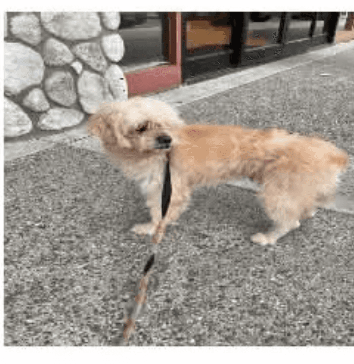 Mochi - Maltese / Poodle (Miniature) available for adoption