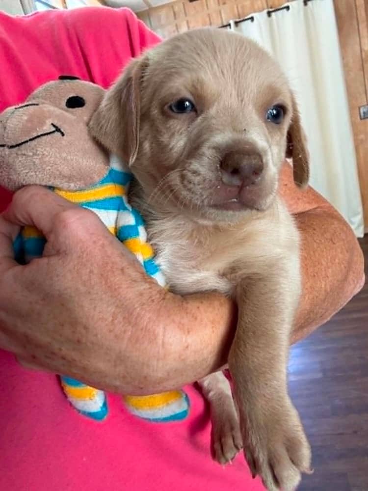 Moose - Chihuahua / Mixed Breed available for adoption