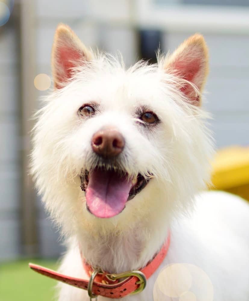 Sally - Terriers (Medium) available for adoption