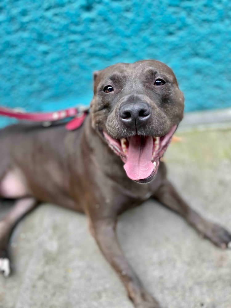 Drilla - Pit Bull Terrier available for adoption at West Coast Paws Dog Rescue in Vancouver