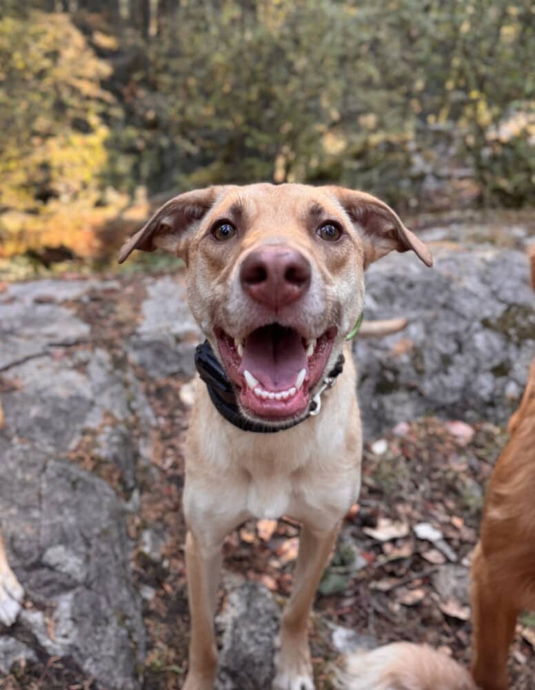 WREN - LOCAL! (Victoria) - Labrador Retriever available for adoption
