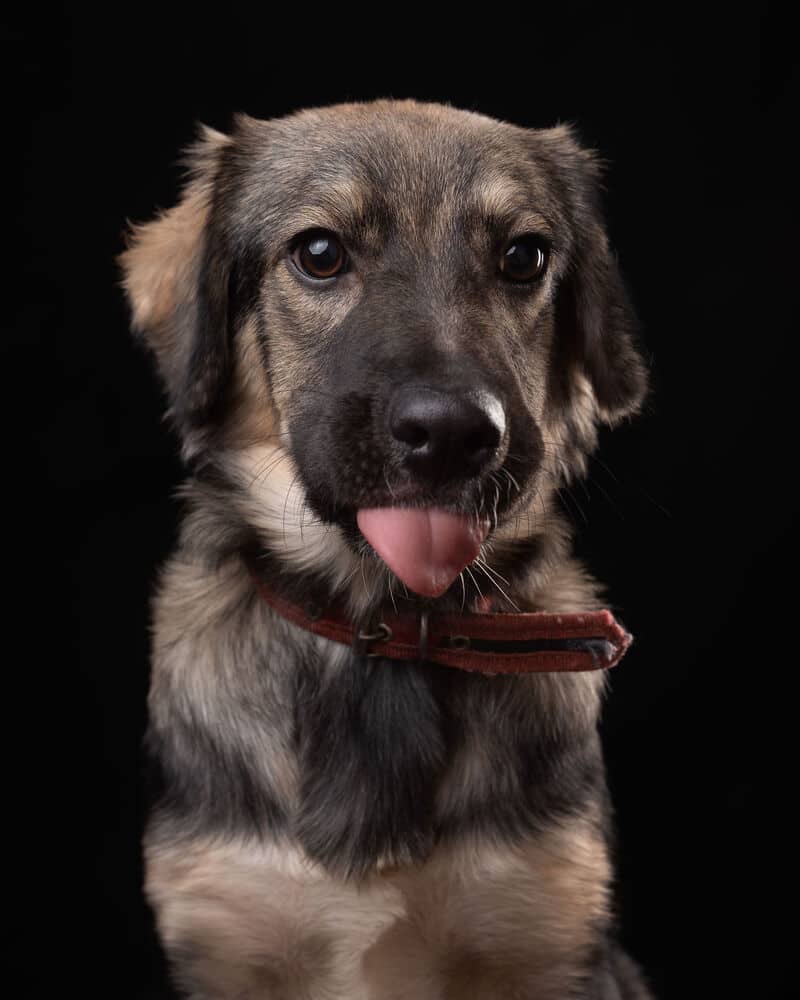Bruna - Shepherd (Unknown Type) available for adoption at West Coast Paws Dog Rescue in Vancouver