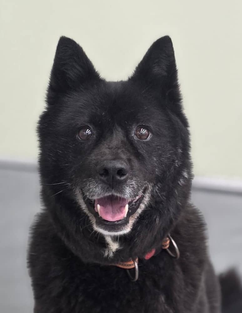 Vega - Jindo available for adoption in British Columbia