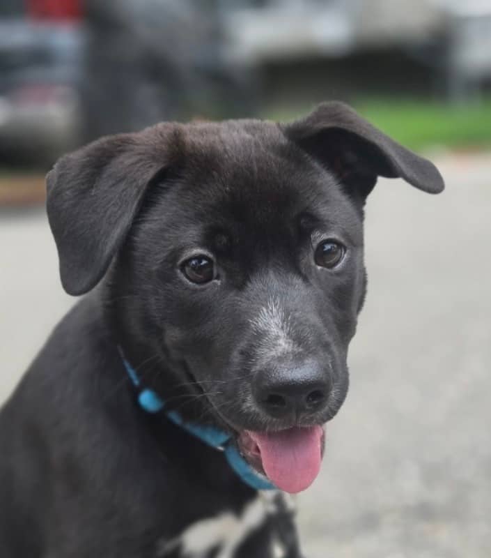 Isaac - Jindo available for adoption at Loved at Last Dog Rescue in Vancouver