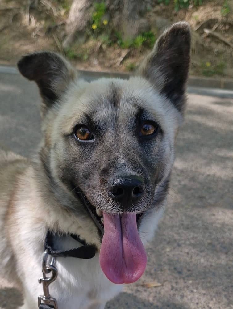 Noel - Jindo / Spitz (Unknown Type, Small) available for adoption in British Columbia