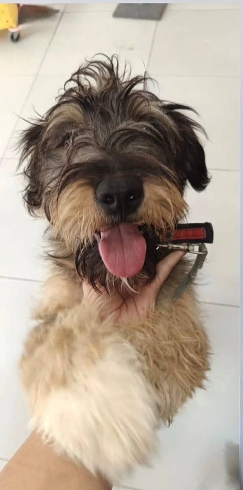 Alfie - Terriers (Small) available for adoption