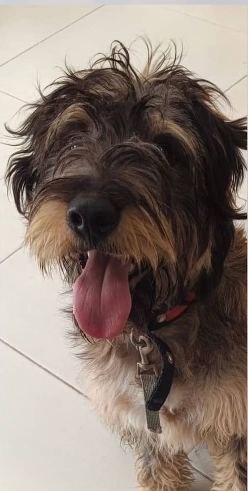 Alfie - Terriers (Small) available for adoption at Loved at Last Dog Rescue in Vancouver