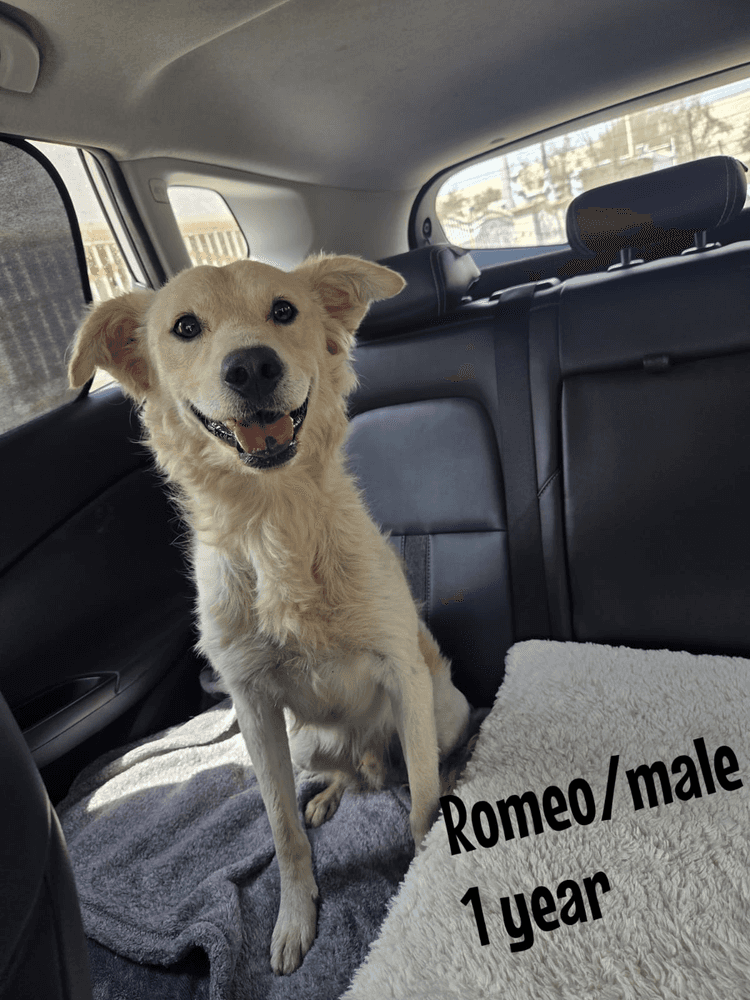 Romeo - Retriever (Unknown Type) available for adoption at Loved at Last Dog Rescue in Vancouver