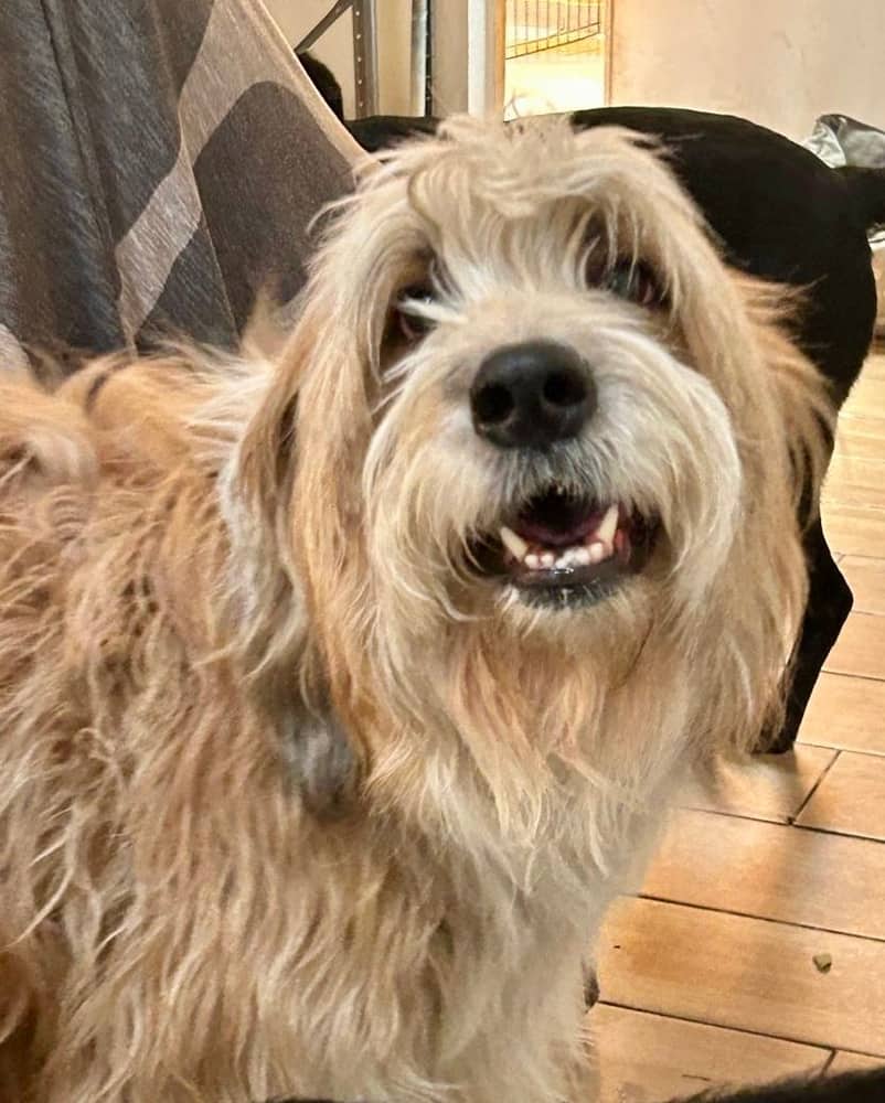 Helios - Old English Sheepdog / Golden Retriever available for adoption at West Coast Paws Dog Rescue in Vancouver